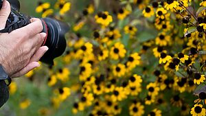 close up of a camera focusing on yellow flowers