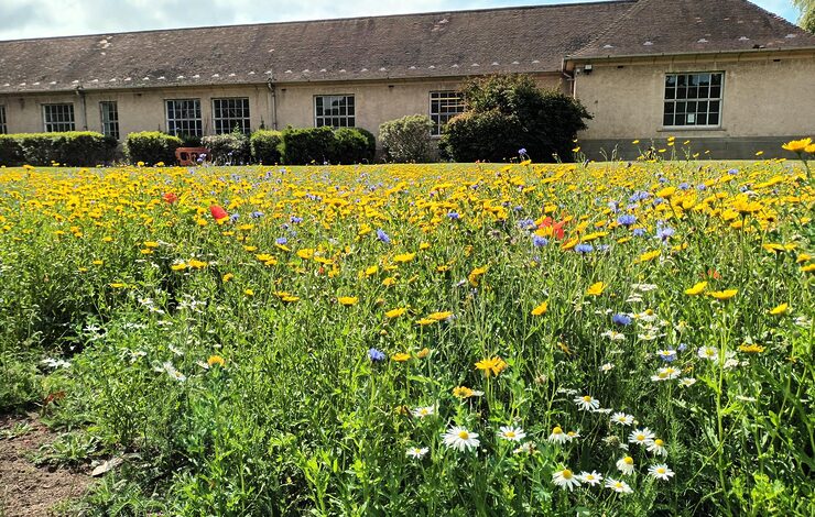 Wildflower meadow at the Astley Ainslie Hospital