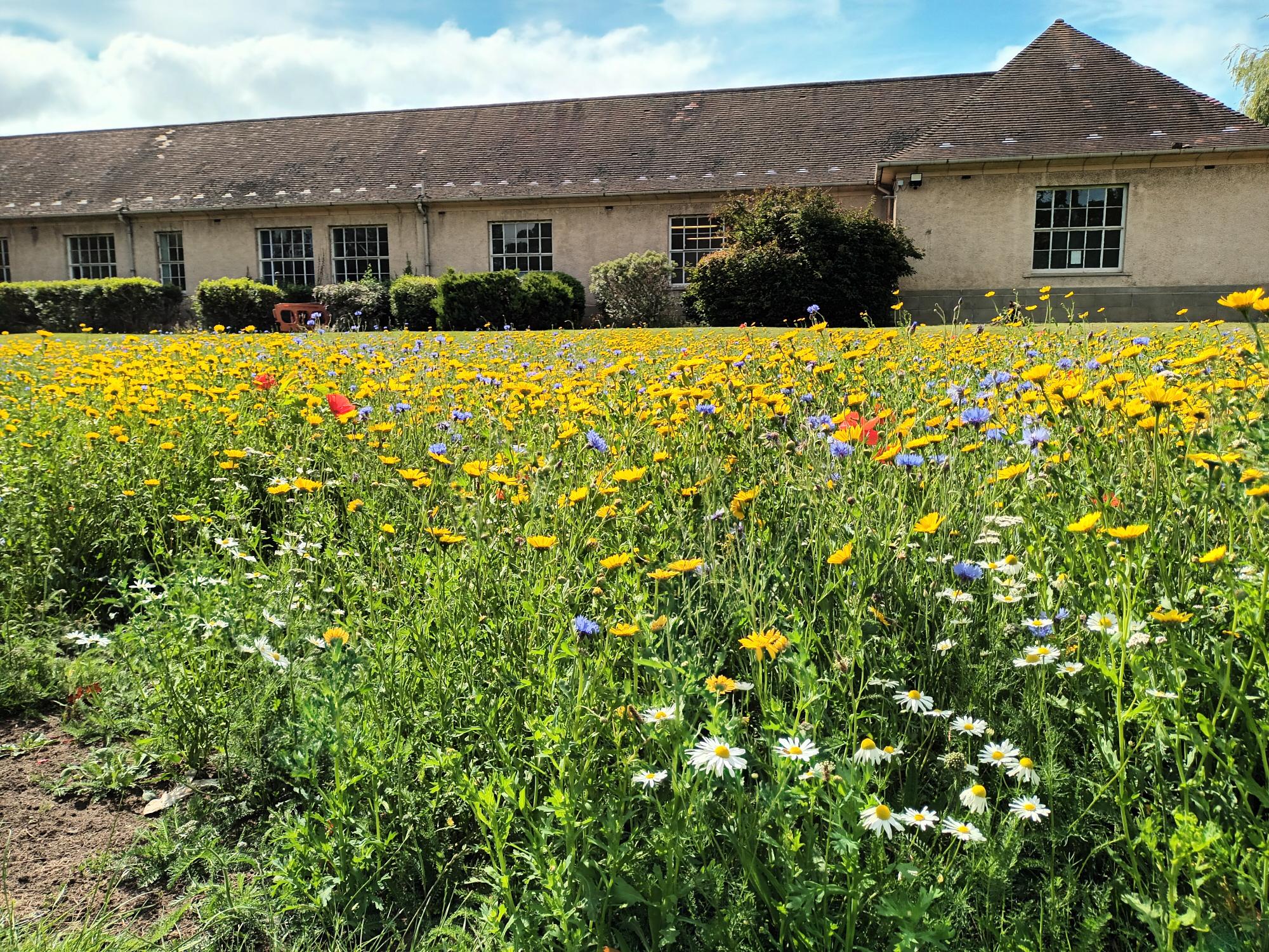 Wildflower meadow at the Astley Ainslie Hospital