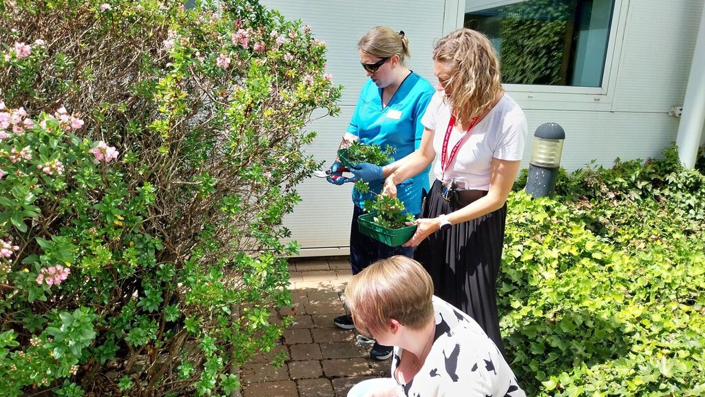 staff taking cuttings in the OPD courtyard