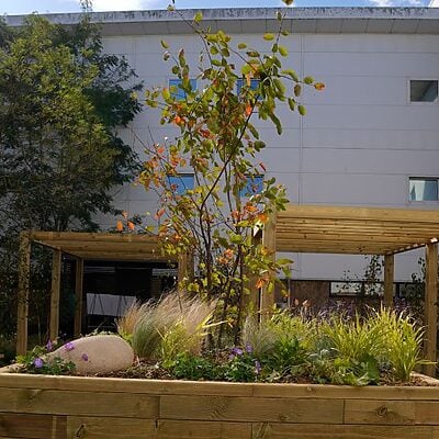 Planter in OPD 6 staff wellbeing courtyard