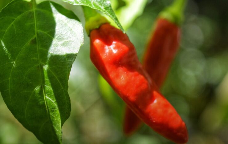 Red Chilli plant