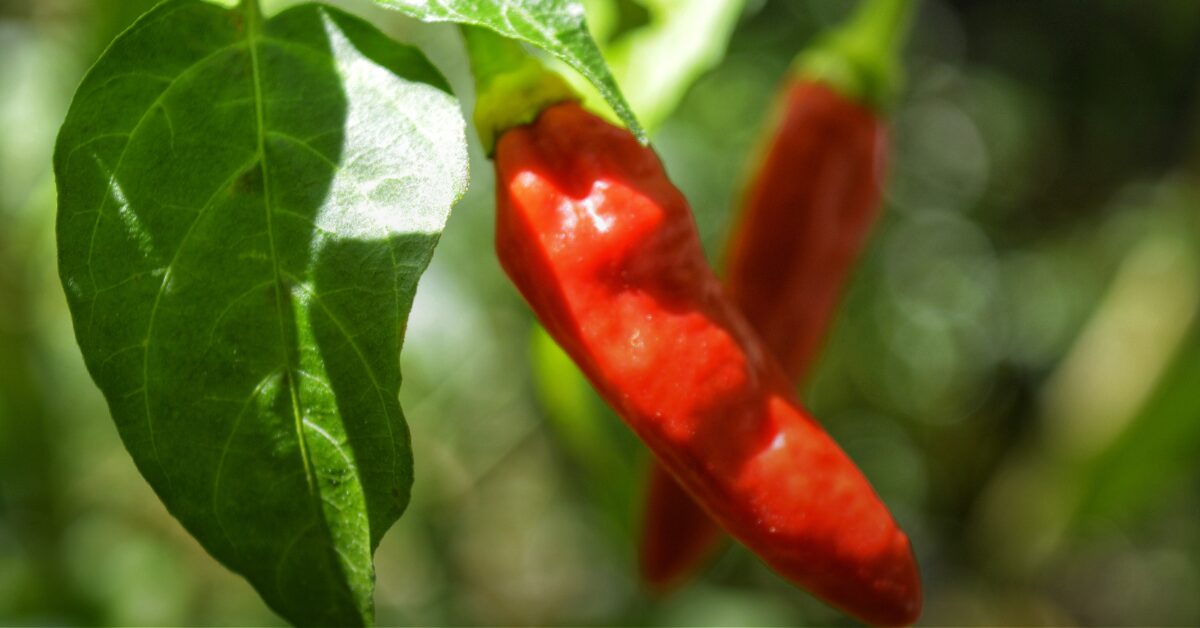 Red Chilli plant