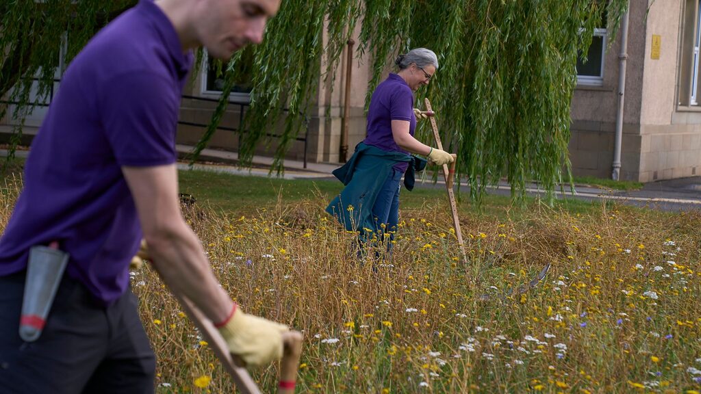 two volunteers scything the wildflower meadows at the Astley Ainslie