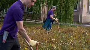 two volunteers scything the wildflower meadows at the Astley Ainslie