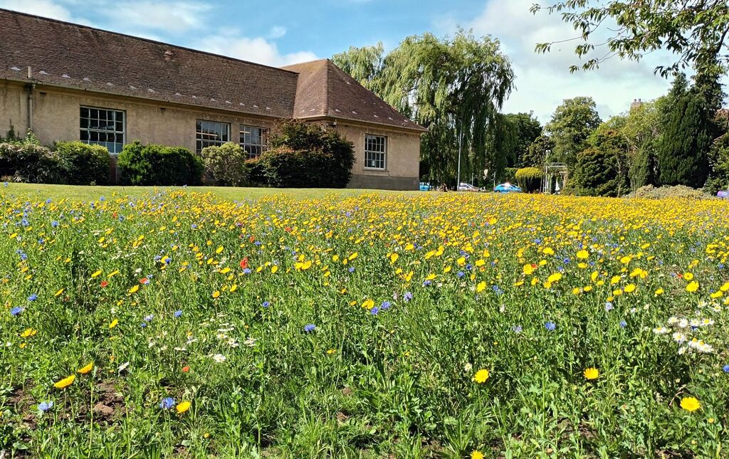 wildflower meadows at the Astley Ainslie