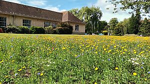 wildflower meadows at the Astley Ainslie