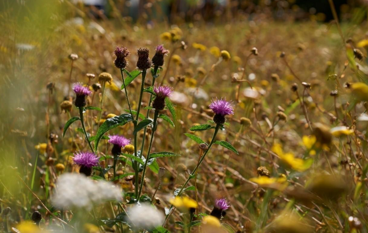 Wildflowers in field