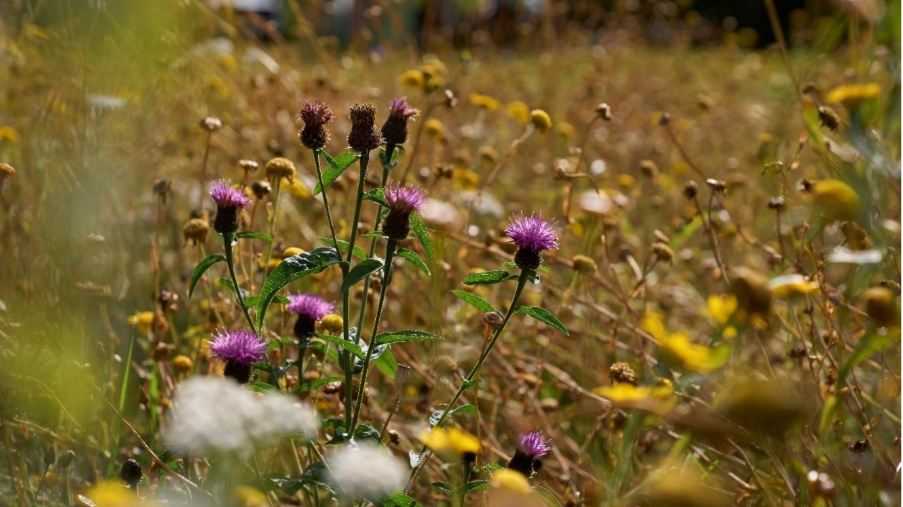 Wildflowers in field
