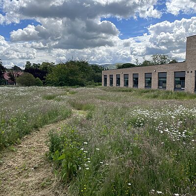 Long grassland at Royal Edinburgh Hospital