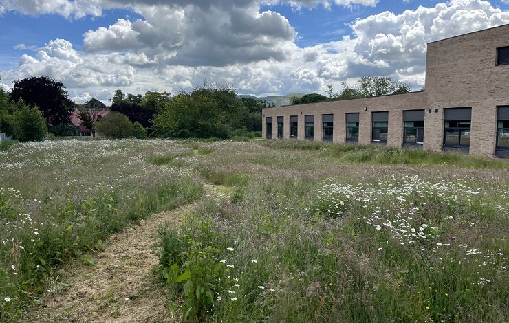 Long grassland at Royal Edinburgh Hospital