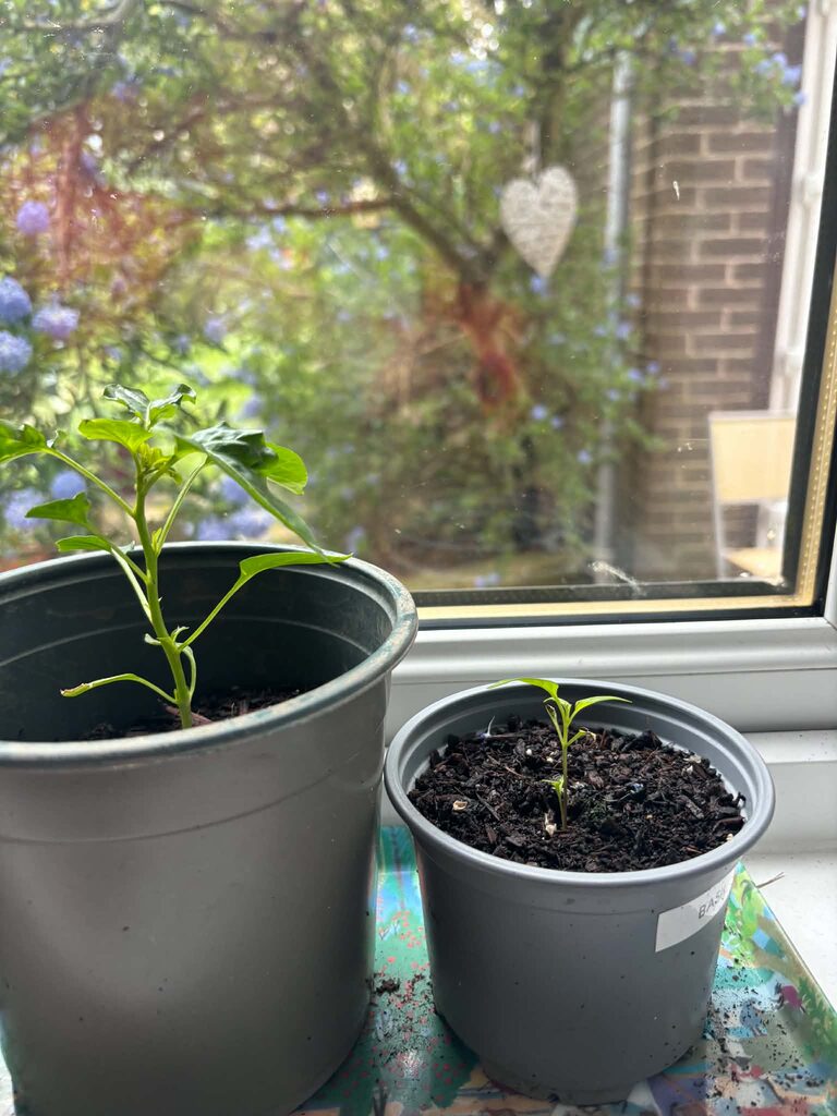 two chilli plants on a windowsill with a tree outside in the background